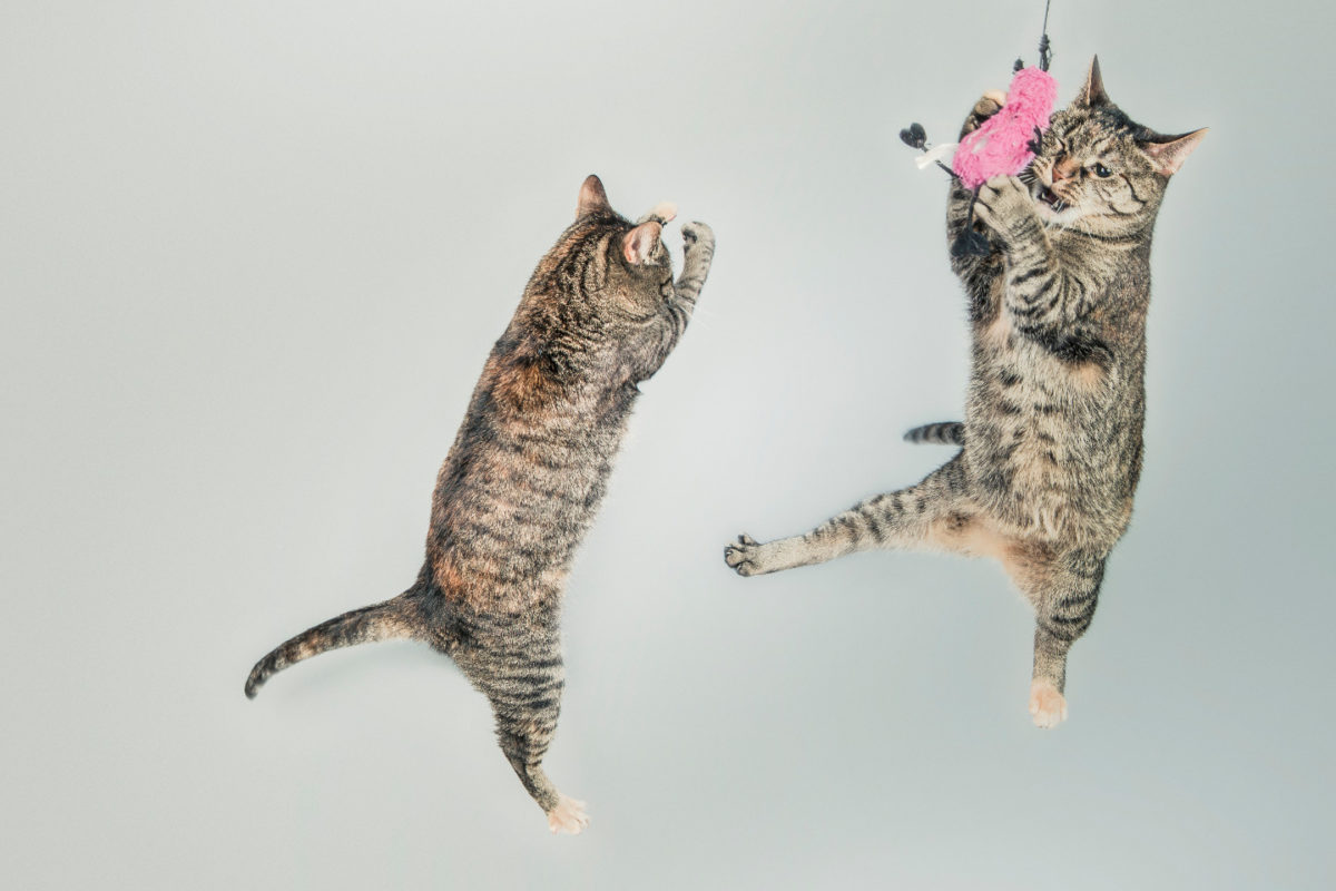 Cats Jumping