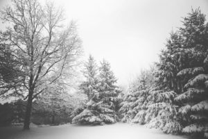 Snow in the woods
