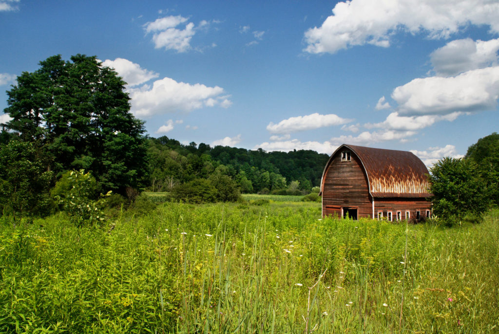 Green Grass