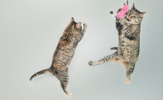 Cats Jumping